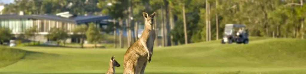 Saunctuary Cove Golf & Country Club - The Pines cover image