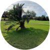 Image for Campano Golf course