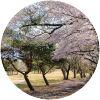 Image for Tsukuba-Tokyu Golf Club course