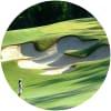 Image for Brookwater Golf Club course