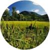 Image for Golf Club Frassanelle course