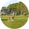 Image for Saunctuary Cove Golf & Country Club - The Pines course
