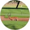 Image for Zebula Golf Estate & Spa course